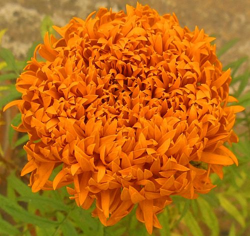 tagetes erecta